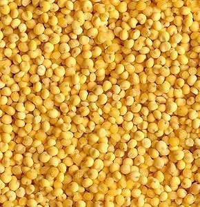 Yellow Millet Seed