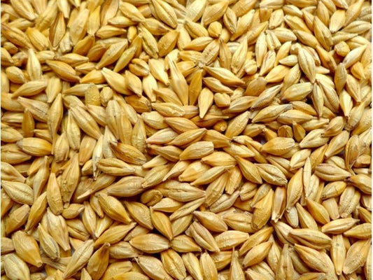 Barley (Hordeum vulgare)