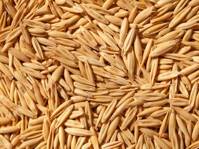 Oats (Avena sativa)