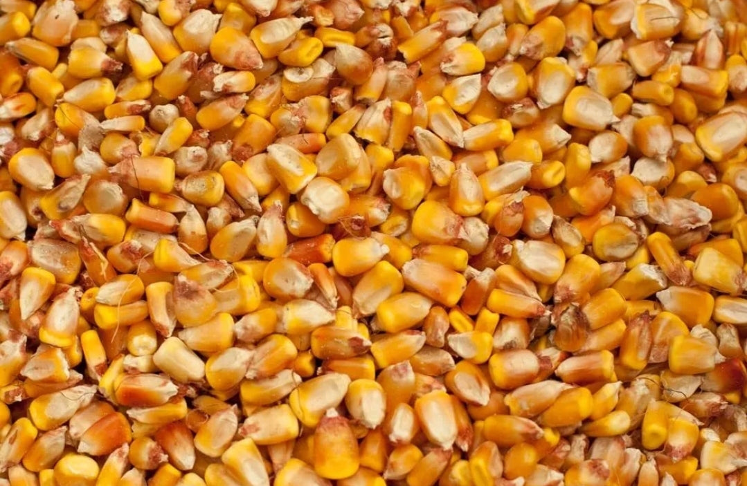 Corn Kernels