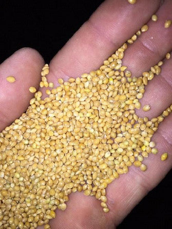 Yellow Millet Seed