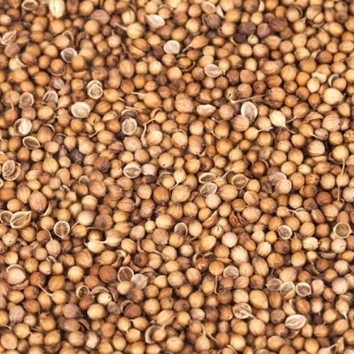 Coriander Seeds (Coriandrum sativum)