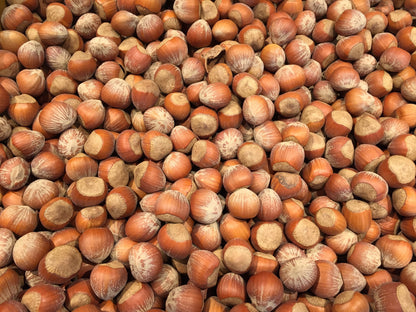 Raw dried hazelnuts