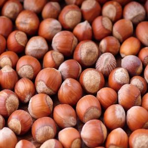 Raw dried hazelnuts