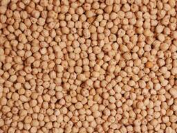 Chickpeas (Cicer arietinum)