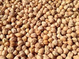 Chickpeas (Cicer arietinum)